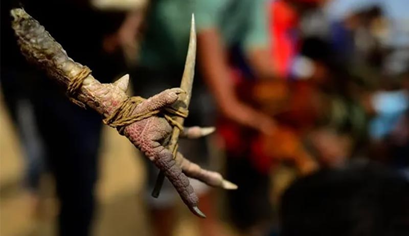 Đá Gà Trực Tiếp EV88 2 Đá gà cựa sắt hồi hộp, kịch tính từng giây