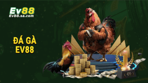 Trang chủ 24 Đá gà EV88