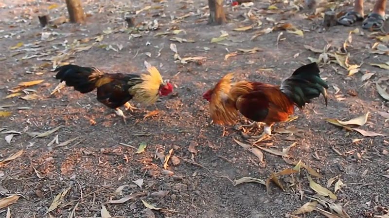 Đá Gà Trực Tiếp EV88 3 Đá gà tre truyền thống chưa bao giờ giảm sức hút